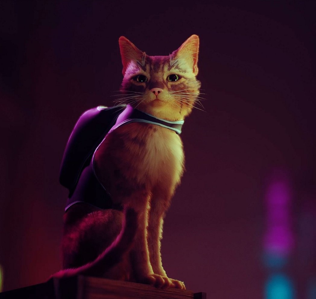 Cat Head Shot